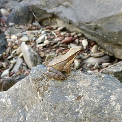 Indosylvirana caesari