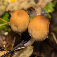 Coprinellus micaceus