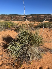 Yucca angustissima kanabensis