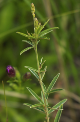 Lespedeza leptostachya