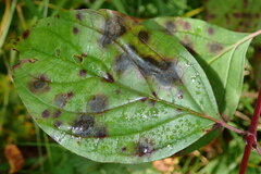 Sphaerulina cornicola