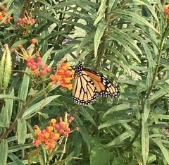 Danaus plexippus