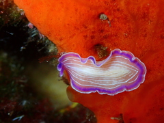 Prostheceraeus roseus