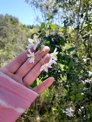 Solanum laxum