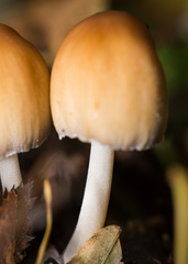 Coprinellus micaceus