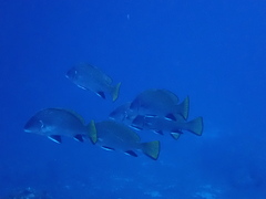 Sciaena umbra