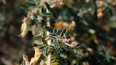 Adenocarpus