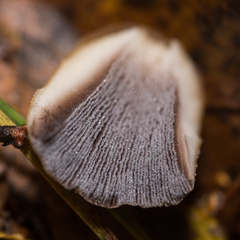 Coprinellus micaceus