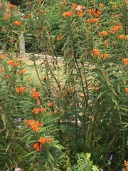 Danaus plexippus