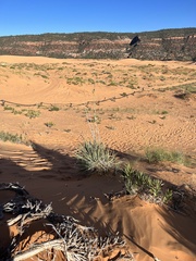 Yucca angustissima kanabensis