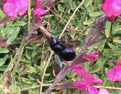 Xylocopa micans