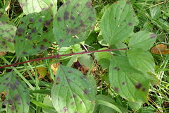 Sphaerulina cornicola