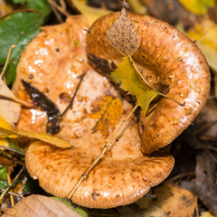 Paxillus involutus