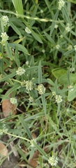 Spermacoce verticillata
