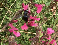 Xylocopa micans