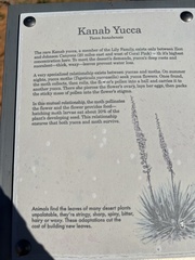 Yucca angustissima kanabensis