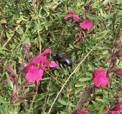 Xylocopa micans