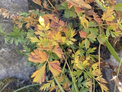 Ligusticum grayi