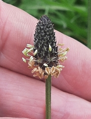 Plantago lanceolata