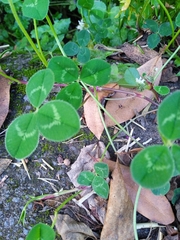 Trifolium repens repens