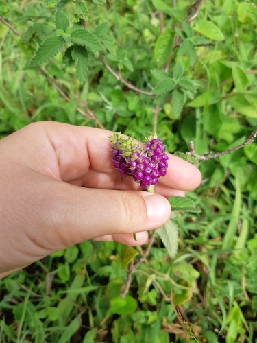 Lantana trifolia image