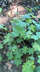 Geranium rotundifolium