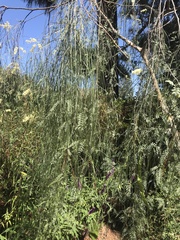 Parkinsonia aculeata