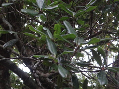 Quercus sessilifolia
