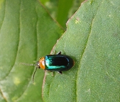 Disonycha politula
