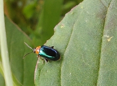 Disonycha politula