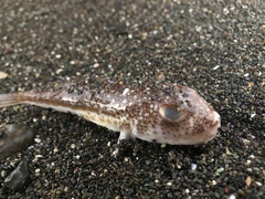 Torquigener flavimaculosus