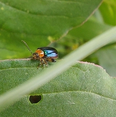 Disonycha politula