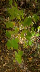 Lindera benzoin