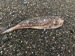 Torquigener flavimaculosus