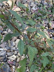 Amaranthus spinosus