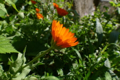 Calendula officinalis