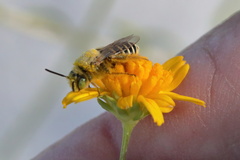 Hesperapis oraria