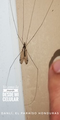 Megistocera