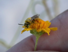 Hesperapis oraria