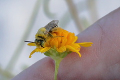 Hesperapis oraria