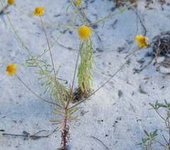 Hesperapis oraria