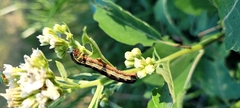 Spodoptera eridania