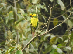 Ognorhynchus icterotis