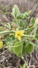 Cucumis dipsaceus