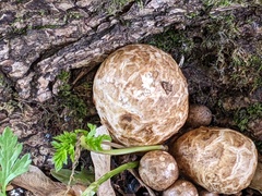 Volvariella bombycina