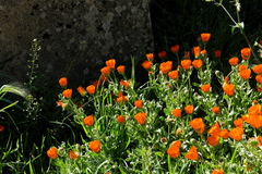Calendula officinalis