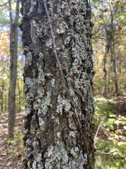 Myelochroa aurulenta