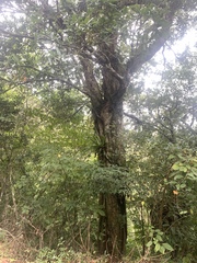 Quercus sessilifolia