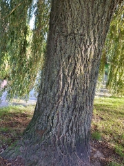 Salix