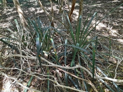 Bromelia antiacantha